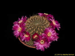 Sulcorebutia tiraquensis Form G223 1688